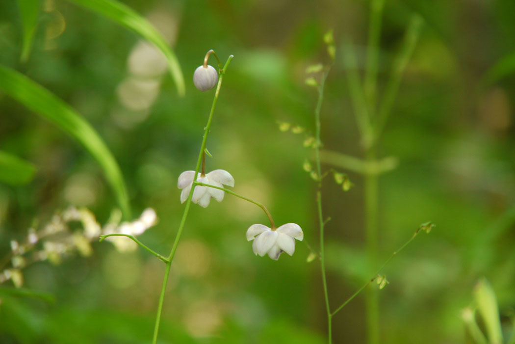 定点観察？の箱根湿生花園です